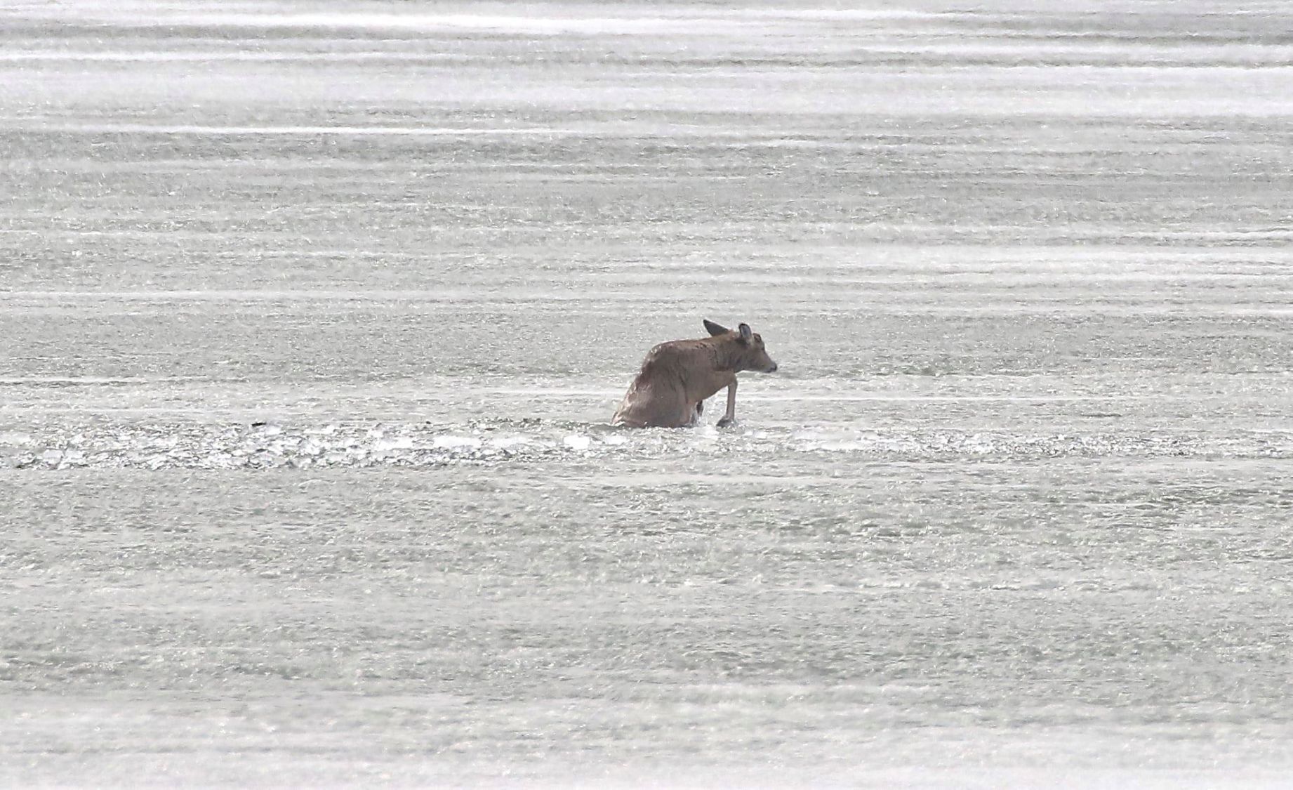 Deer rescue